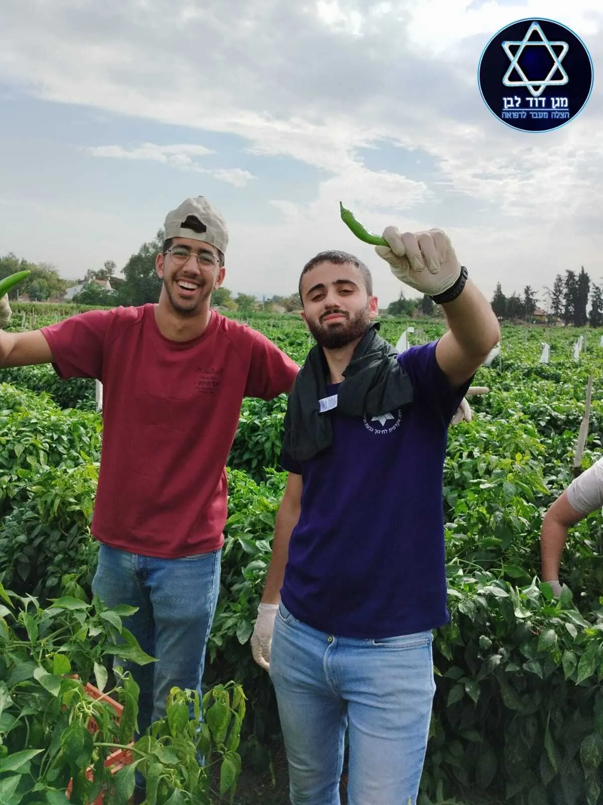 מתנדבים קוטפים בשדה